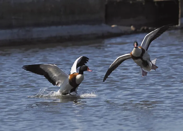 Wiatr I Woda * 亚斯塔尔尼亚